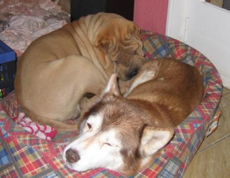 Un Sharpei et...