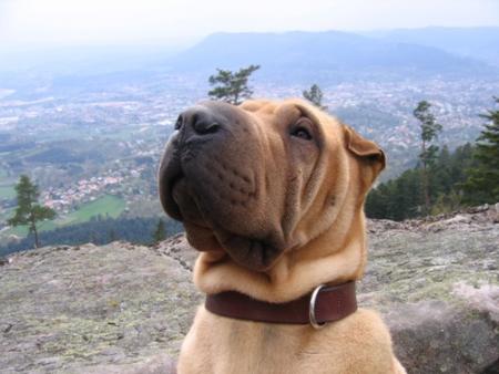 Athys à la Roche des Fées...