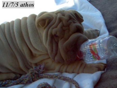 Je vous présente Athos