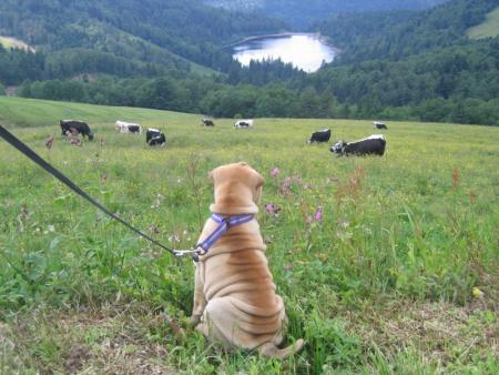 Les Vosges...