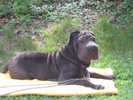 Mon pote 