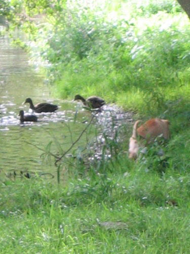 Les canards !!!