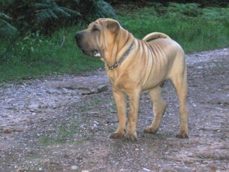 Arf !...