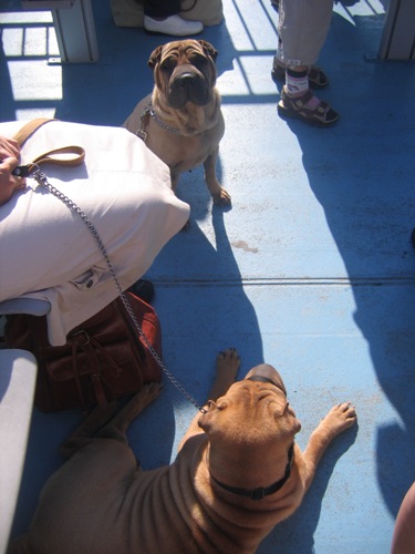 Sur le bateau...