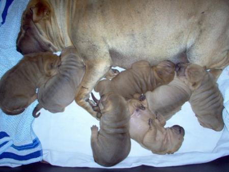 Satin et ses bébés