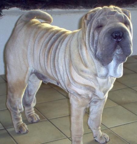 Arf ! C'est pô juste...