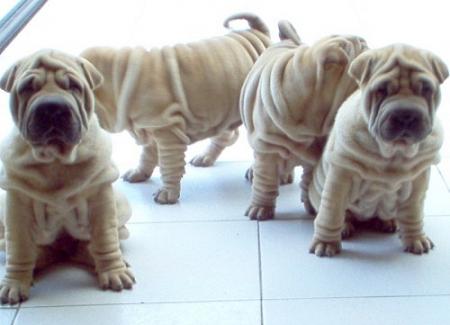 Des jumeaux ?