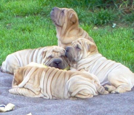 Le bonheur...