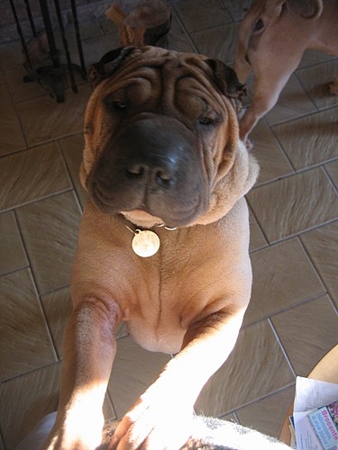 Petit bonjour...